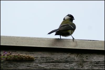 great tit (5)