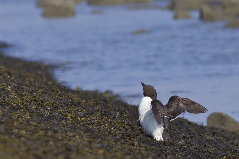 Thick-billed Murre - Uria lomvia - Kortbekzeekoet