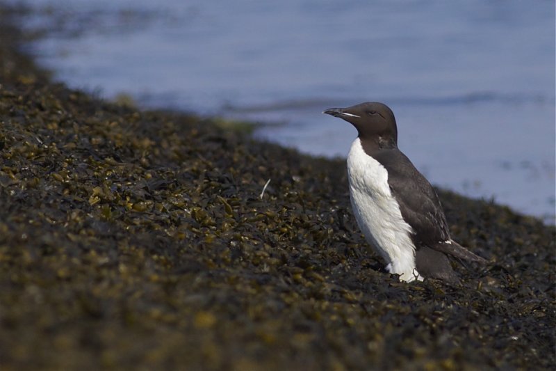 Thick-billed Murre - Uria lomvia - Kortbekzeekoet