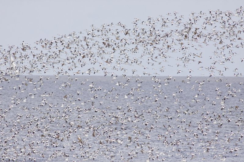 Pied Avocets - Recurvirostra avosetta - Kluten