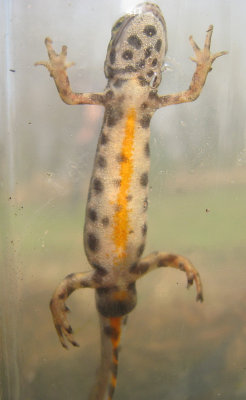 Kleine Watersalamander - Lissotriton vulgaris