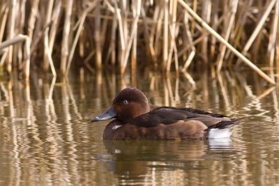 Ferruginous Pochard - Aythya ferruginea