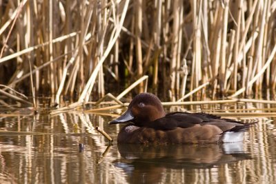 Ferruginous Pochard - Aythya ferruginea
