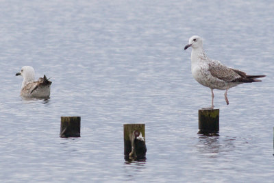 Caspian Gulls - Larus cachinnans