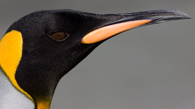 King Penguin - Aptenodytes patagonicus