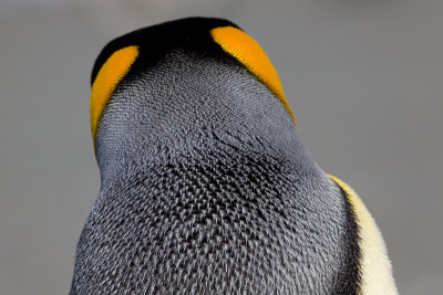 King Penguin - Aptenodytes patagonicus