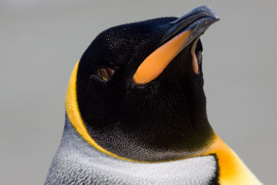 King Penguin - Aptenodytes patagonicus