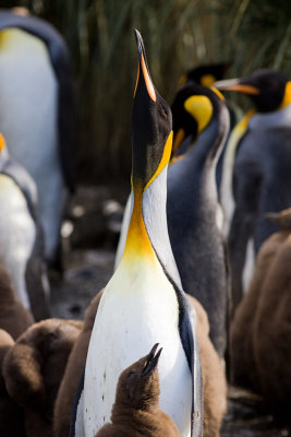 King Penguin - Aptenodytes patagonicus