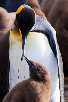King Penguin - Aptenodytes patagonicus