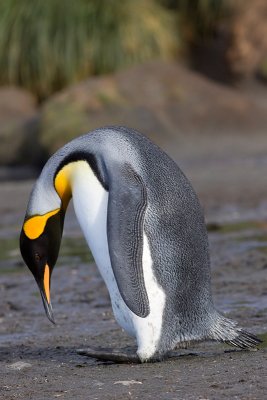 King Penguin - Aptenodytes patagonicus