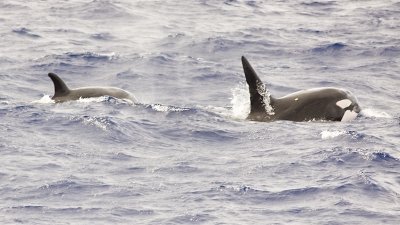 Killer Whales - Orcinus orca