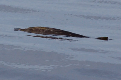 Blainville's Beaked Whale - Mesoplodon densirostris