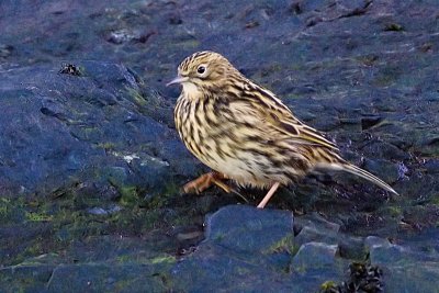 South Georgia Pipit - Anthus antarcticus