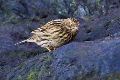 South Georgia Pipit - Anthus antarcticus