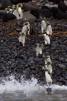 Northern Rockhopper Penguins - Eudyptes moseleyi