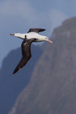 Tristan Albatross - Diomedea dabbenena