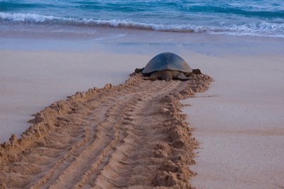 Green Sea Turtle - Chelonia mydas