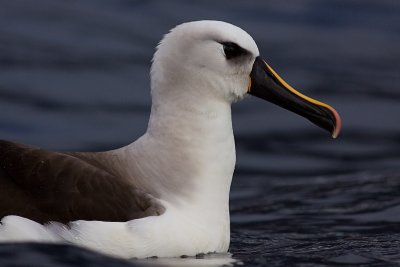 Atlantic Yellow-nosed Albatross - Thalassarche chlororhynchos