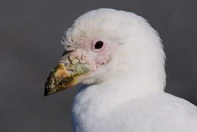 Snowy Sheatbill - Chionis alba