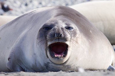 Southern Elephant Seal - Mirounga leonina