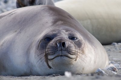 Southern Elephant Seal - Mirounga leonina