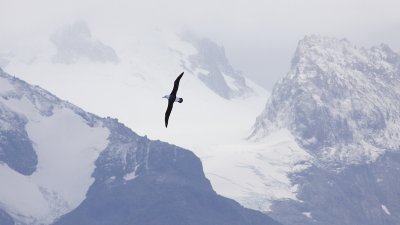 Black -browed Albatross - Thalassarche melanophris