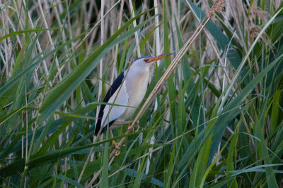 Little Bittern - Ixobrychus minutus