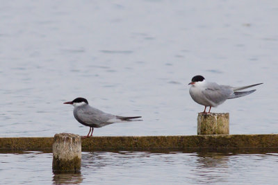 Whiskered Tern - Chlidonias hybridus