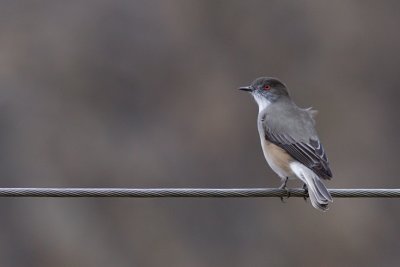 Fire-eyed Diucon - Xolmis pyrope