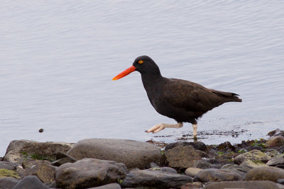 Blackish Oystercatcher - Haematopus ater
