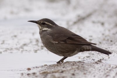 Grey-flanked Cinclodes - Cinclodes oustaleti