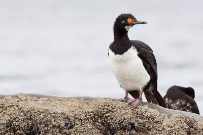 Rock Shag - Phalacrocorax magellanicus