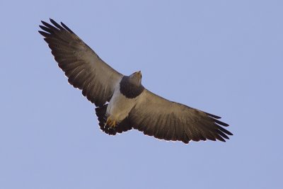 Black-chested Buzzard-eagle - Geranoaetus melanoleucus