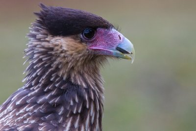 Southern Crested Caracara - Caracara plancus