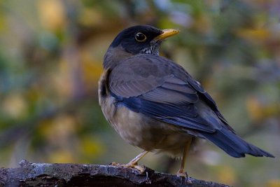 Austral Thrush - Turdus falcklandii