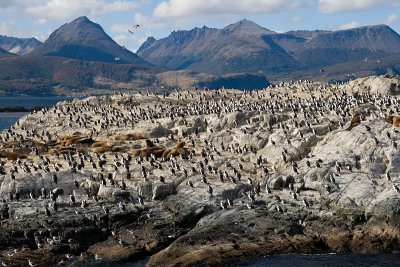 Imperial Shags - Phalacrocorax atriceps