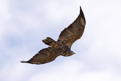 Black-chested Buzzard-eagle - Geranoaetus melanoleucus