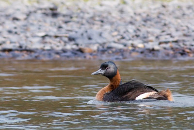 Great Grebe - Podiceps major