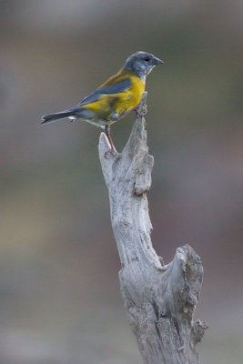Patagonian Sierra Finch - Phrygilus patagonicus
