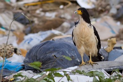 White-throated Caracara - Phalcoboenus albogularis
