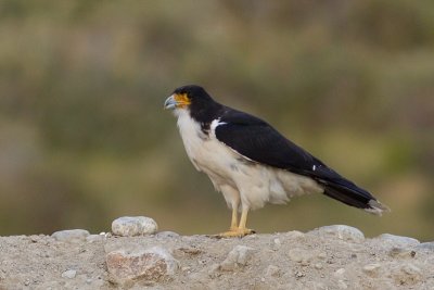White-throated Caracara - Phalcoboenus albogularis