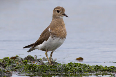 Rufous-chested Plover - Charadrius modestus