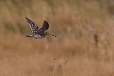South American Snipe - Gallinago paraguaiae