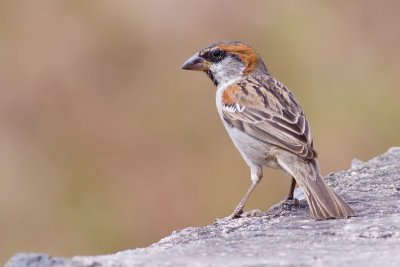 Iago Sparrow - Passer iagoensis