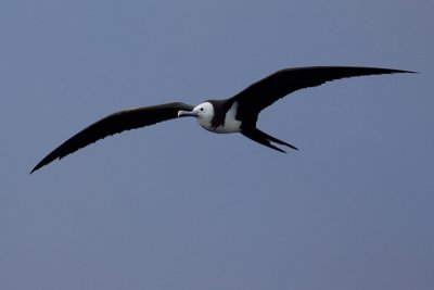 Ascension Frigatebird - Fregata aquila