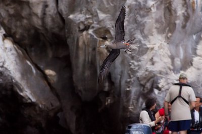 Red-footed Booby - Sula sula