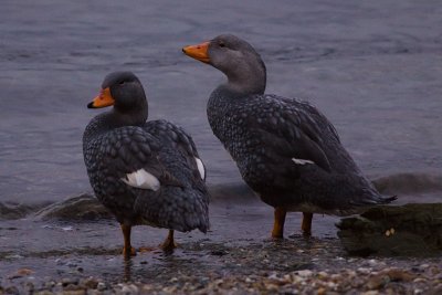 Flightless Steamer-Duck - Tachyeres pteneres