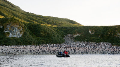 Chinstrap Penguins - Pygoscelis antarcticus