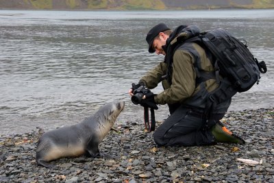 Antarctic Fur Seal - Arctocephalus gazella