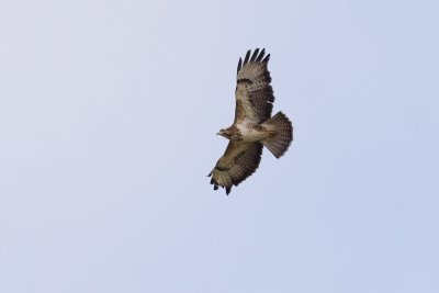 Buizerd - Buteo buteo